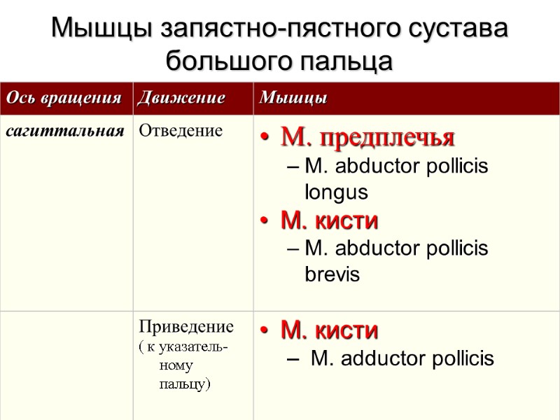 Мышцы запястно-пястного сустава большого пальца